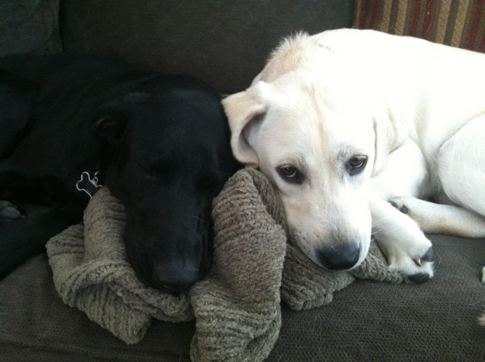 My Labradors